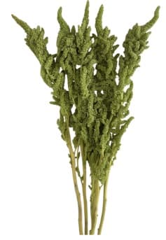 Amaranthus Upright Green 70 Cm