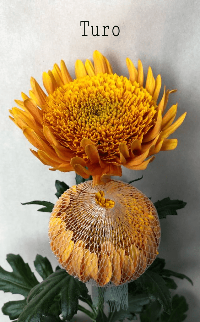 Chrysantemum Cremon Turo Bronze 70 Cm