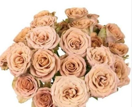 Spray Roses Chocolate Mocca 40cm