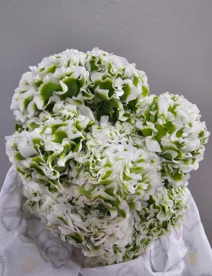 Ranunculus Pon Pon Giannina Bicolor White-green 40cm