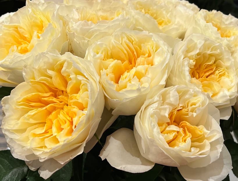 Garden Rose Antonia Gardens Creamy Yellow 40 Cm