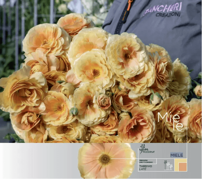 Ranunculus Moderna Butterfly Miele Honey 40 Cm