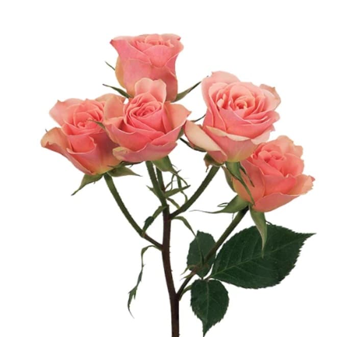 Spray Roses Ilse Peach-pink 40 Cm