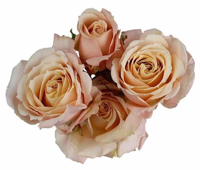 Spray Roses Sahara Sensation Cream 40/50 Cm