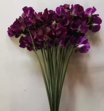 Sweet Pea Azusa Dark Purple 35/42 Cm