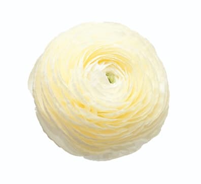 Ranunculus Elegance Cream Cream 35 Cm