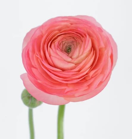 Ranunculus Elegance Coral Coral 40 Cm