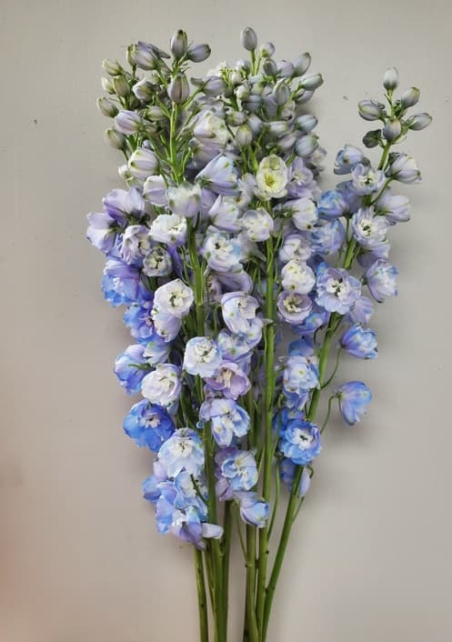 Delphinium Hybrid Summer Skies Light Blue 90 Cm