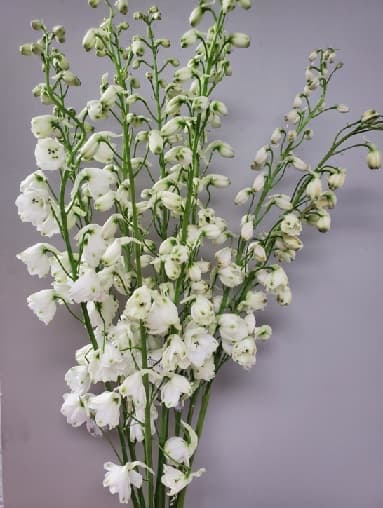 Delphinium Hybrid Galahad White 80 Cm