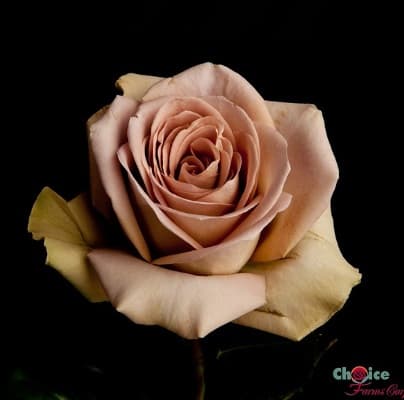 Color Roses Amnesia Lavender 40 Cm