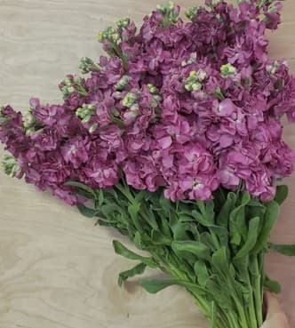 Stock D.b. Vintage Mauve 60 Cm