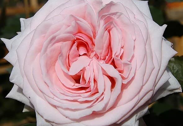Garden Rose Pink O'hara Pink Light 40 Cm