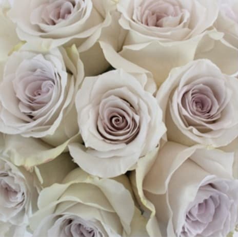 Color Roses Early Gray Lavender 50/60 Cm
