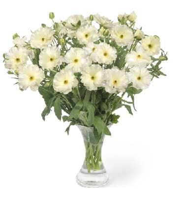 Ranunculus Butterfly Graces Creamy White 40 Cm