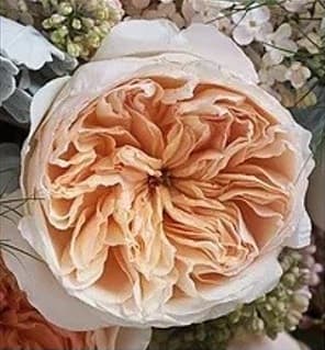 Garden Rose D.a.g.r. Juliet Peach 40 Cm