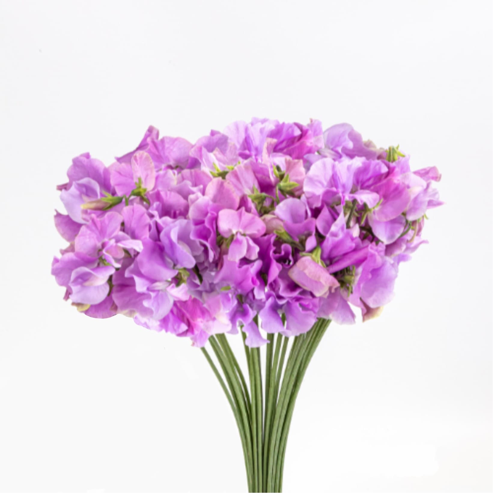 Sweet Pea Sumire Lavender 35/42cm