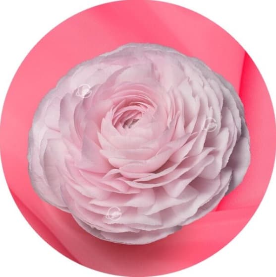 Ranunculus Success Cloni Lady Light Pink 45/55 Cm