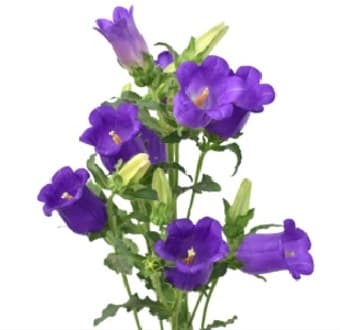 Campanula Purple 50cm
