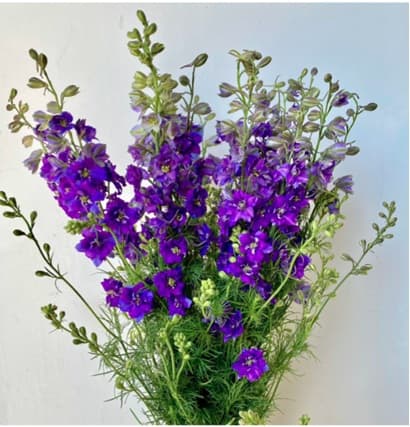 Larkspur Purple 90cm