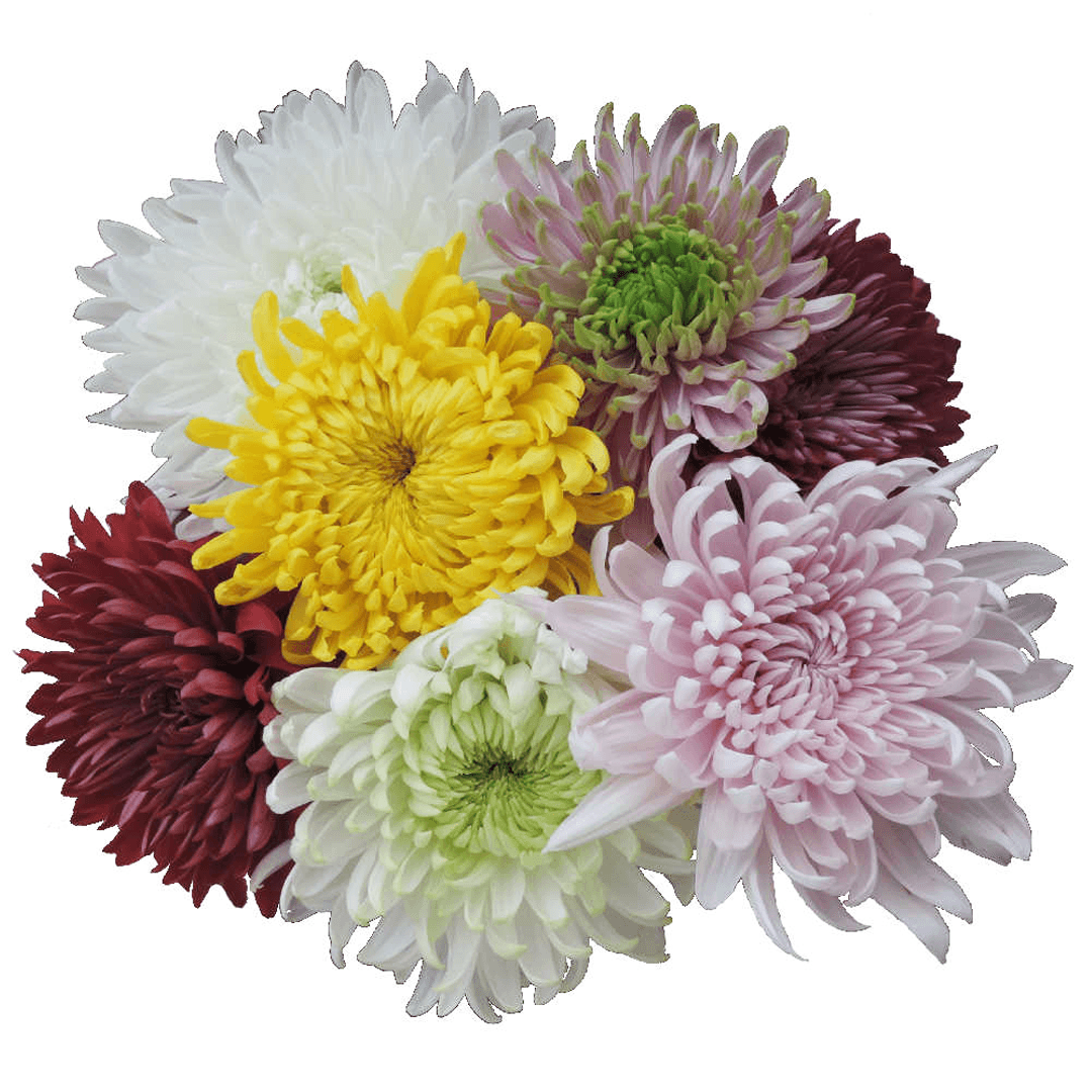 Disbud Assorted