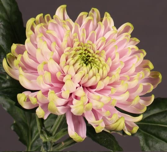 Disbud Pink Rossano Charlotte