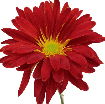 Disbud Morgan Red