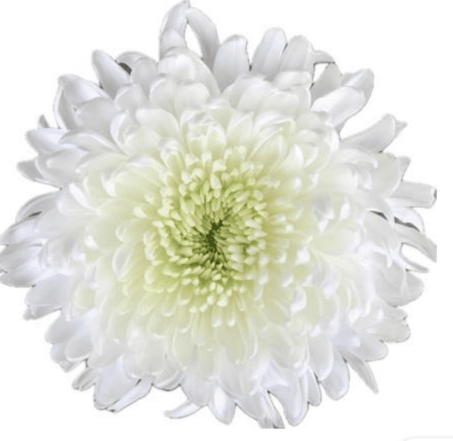 Disbud Magnum White