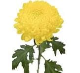 Disbud Yellow