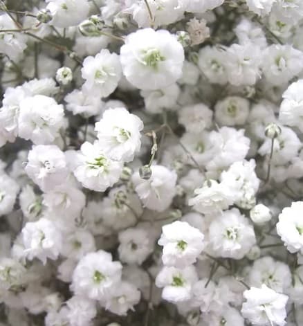 Gyp Xlence White