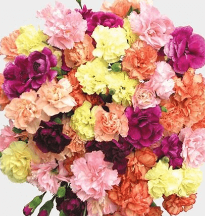 Mini Carnation Assorted