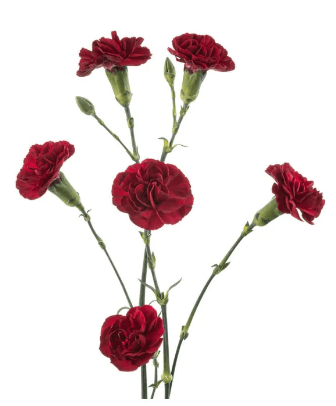 Mini Carnation Burgundy