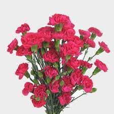 Mini Carnation Hot Pink
