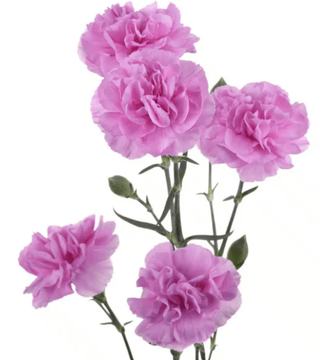 Mini Carnation Lavender