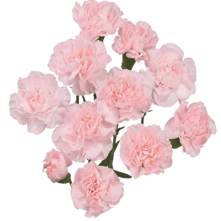 Mini Carnation Light Pink
