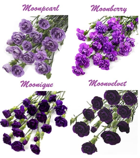 Mini Carnation Purple Asst Moon