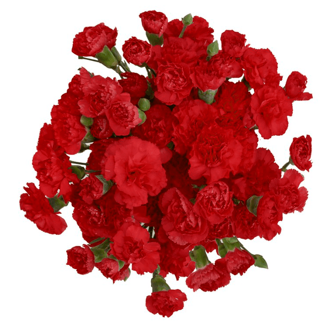Mini Carnation Red