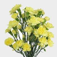 Mini Carnation Yellow