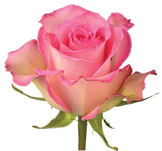 Rose Sweet Unique Medium Pink G 50