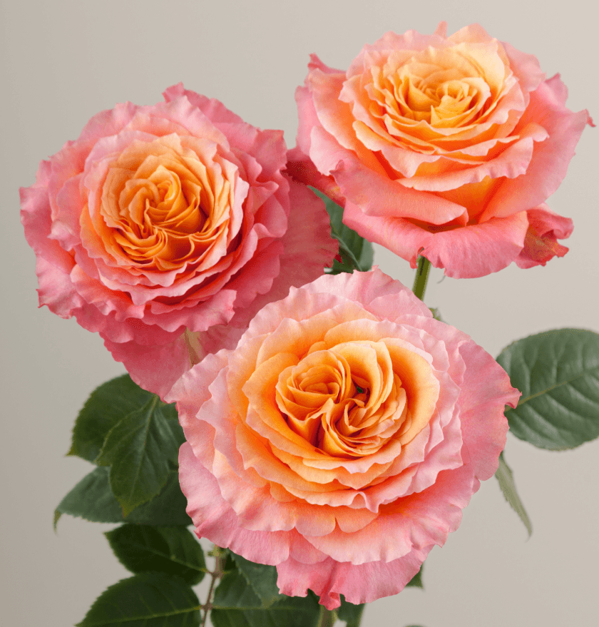 Rose Free Spirit Bicolor Orange G 50