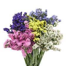 Statice Assorted G 60