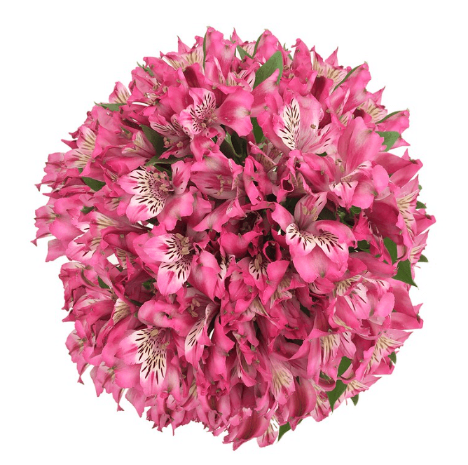 Alstroemeria Hot Pink Fancy