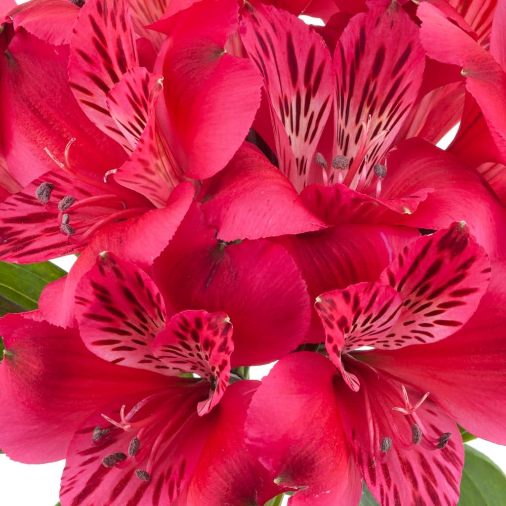 Alstroemeria Hot Pink Select