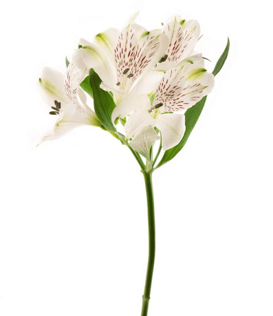 Alstroemeria White Select