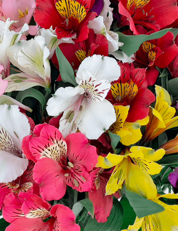 Alstroemeria Fall Pack Assorted Select