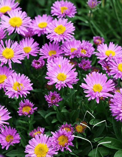 Aster Purple Super Select