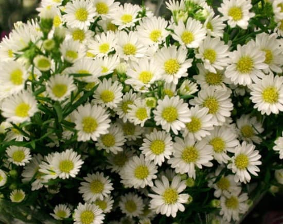 Aster White Super Select