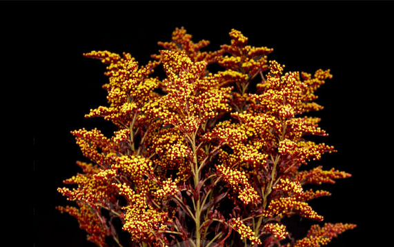 Aster Gold Rust