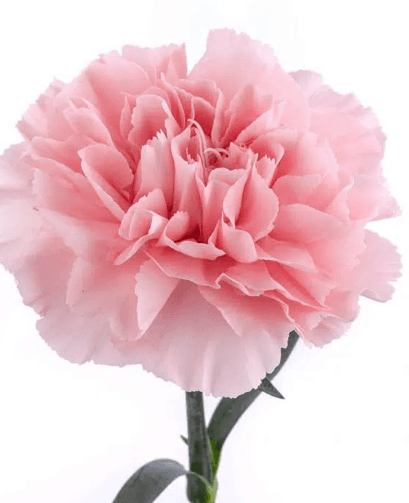 Carn Pink Select