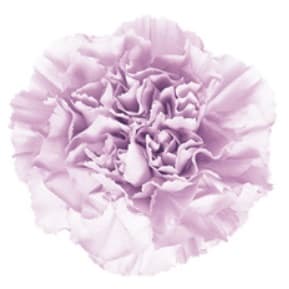 Carn Moonaqua Purple Fancy