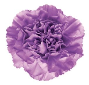 Carn Moonlite Purple Fancy